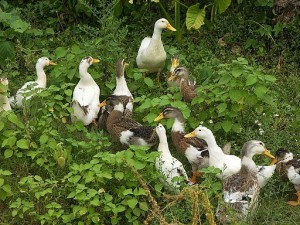ducks-flock-bush